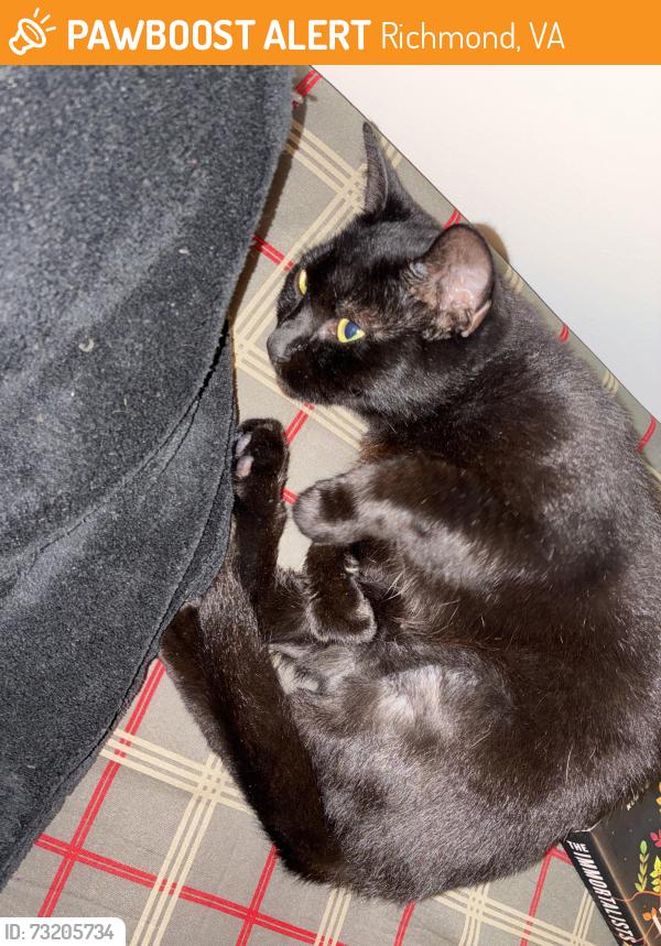 Found/Stray Female Cat last seen Villas at Cedarhurst, Richmond, VA 23225