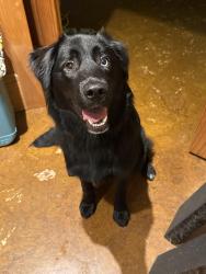 Found/Stray Female Dog last seen Colbern and gate 1, Lake Lotawana, MO 64086