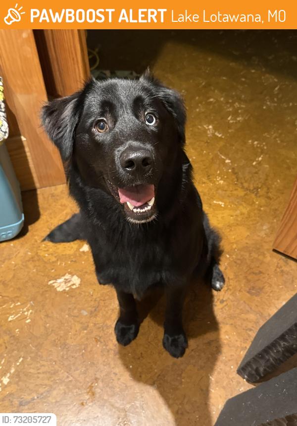 Found/Stray Female Dog last seen Colbern and gate 1, Lake Lotawana, MO 64086