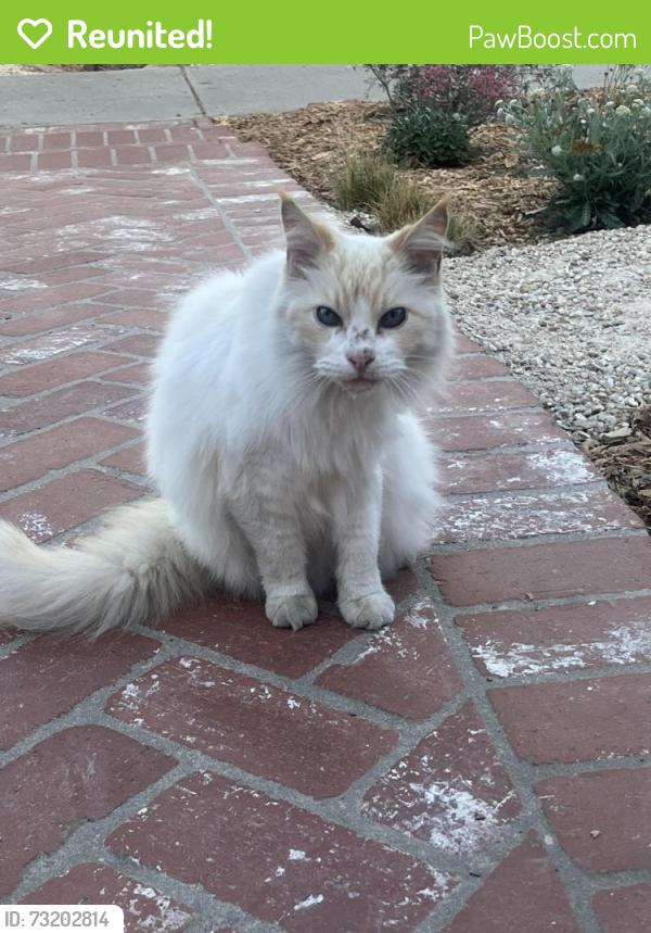 Reunited Unknown Cat last seen 31st and Chestnut Ave, Long Beach, CA 90806