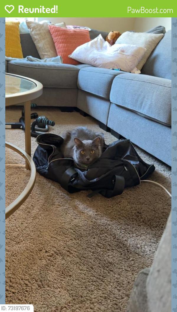 Reunited Male Cat last seen Indiana Ave & Adam’s Street, Paramount, CA 90723