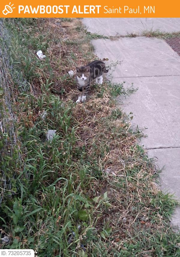 Found/Stray Unknown Cat last seen Empty lot across from culvers, Saint Paul, MN 55104