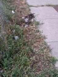 Found/Stray Unknown Cat last seen Empty lot across from culvers, Saint Paul, MN 55104