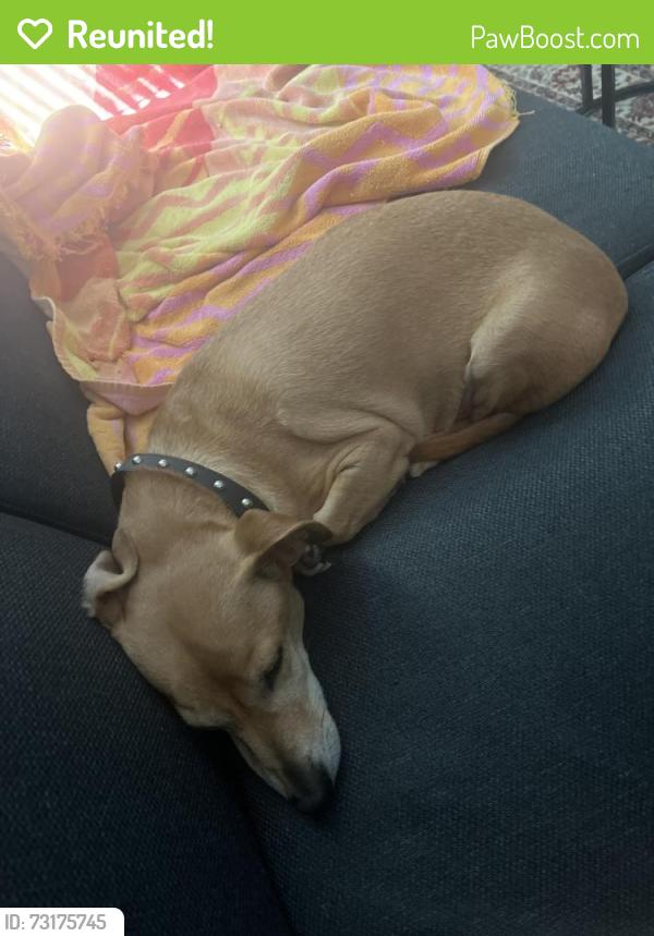 Reunited Male Dog last seen Muggsys Bar, St. Augustine, FL 32084