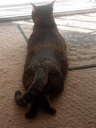 Lost Female Cat last seen Montreal and Calgary in Concord Sun terrace, Concord, CA 94520
