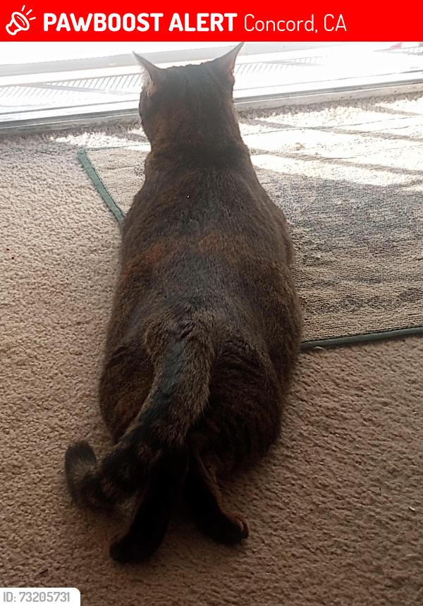 Lost Female Cat last seen Montreal and Calgary in Concord Sun terrace, Concord, CA 94520