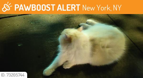 Found/Stray Unknown Cat last seen 88th and east end ave, New York, NY 10028