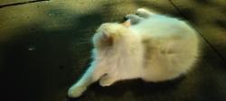 Found/Stray Unknown Cat last seen 88th and east end ave, New York, NY 10028