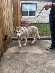 Reunited Female Dog last seen Wyndale and Dalewood Place, San Antonio, TX 78209