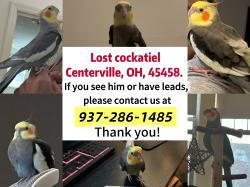 Lost Male Bird last seen the trees at the intersection of Apple Brook Ln and Spring Ash Dr, Washington Township, OH 45458