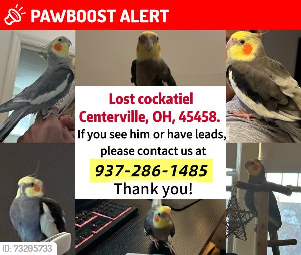Lost Male Bird last seen the trees at the intersection of Apple Brook Ln and Spring Ash Dr, Washington Township, OH 45458