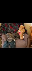 Reunited Female Cat last seen 11th street and 22nd Ave, Altoona, PA 16601