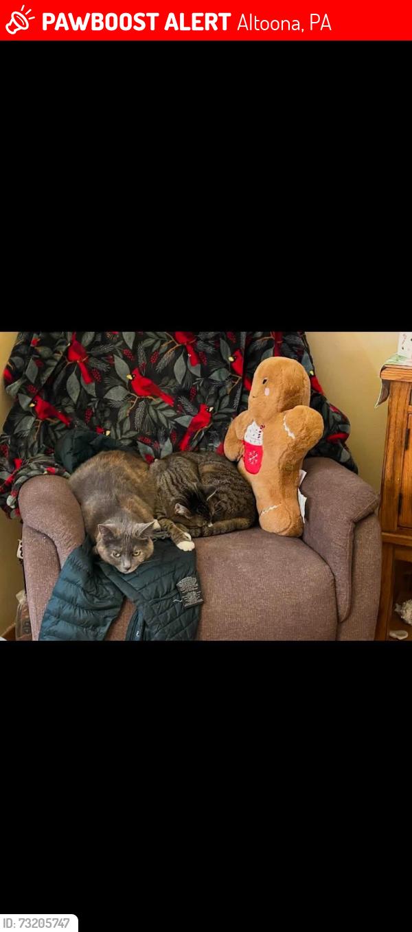 Lost Female Cat last seen 11th street and 22nd Ave, Altoona, PA 16601