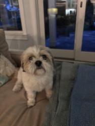 Reunited Male Dog last seen Bay colony drive, Virginia Beach, VA 23451