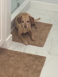 Reunited Male Dog last seen Arroyo park ladera tanch, Ladera Ranch, CA 92694