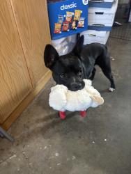 Found/Stray Male Dog last seen Sunset Park, Hayward, Hayward, CA 94541