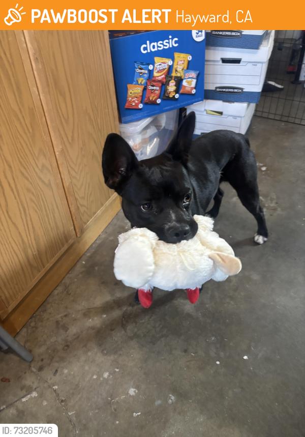 Found/Stray Male Dog last seen Sunset Park, Hayward, Hayward, CA 94541