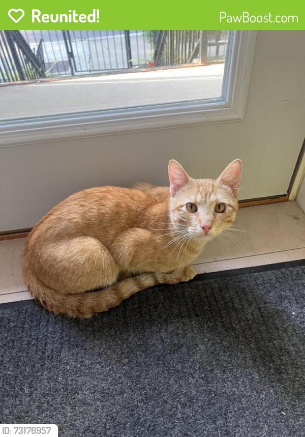 Reunited Male Cat last seen Wolcott and Armitage, Chicago, IL 60622