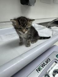 Shelter Stray Female Cat last seen Near 79th ave, Oakland, CA, 1101 29th Ave, Oakland, CA 94601, USA
