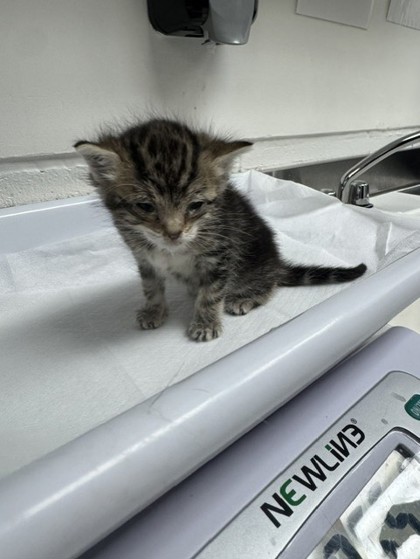 Shelter Stray Female Cat last seen Near 79th ave, Oakland, CA, 1101 29th Ave, Oakland, CA 94601, USA