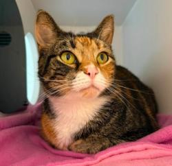 Shelter Stray Female Cat last seen Annandale, VA 22003, Pine Dr & Backlick Rd, Fairfax County, VA, 4500 West Ox Rd, Fairfax, VA 22030, USA