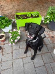 Shelter Stray Female Dog last seen Near West Cotton Patch Lane, Berkeley County, SC, 2455 Remount Rd, North Charleston, SC 29406, USA