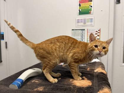 Shelter Stray Male Cat last seen Prospect Ave & E 11th St, 64127, 64127, MO, 7077 Elmwood Ave, Kansas City, MO 64132, USA