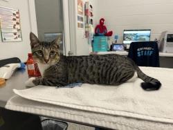 Shelter Stray Male Cat last seen Emanuel Clever & Oak, KCMO, 64112, 64112, KS, 7077 Elmwood Ave, Kansas City, MO 64132, USA