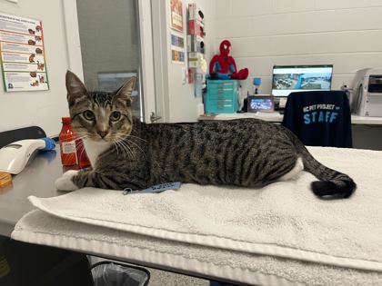 Shelter Stray Male Cat last seen Emanuel Clever & Oak, KCMO, 64112, 64112, KS, 7077 Elmwood Ave, Kansas City, MO 64132, USA