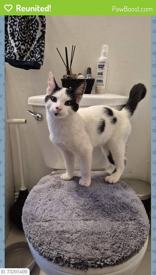 Reunited Male Cat last seen Lakeshore, Mississauga, ON L5H 1H3