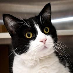 Reunited Male Cat last seen NW 4th and NW Cameo -- near Village Park, Ankeny, IA 50023