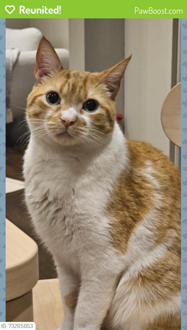 Reunited Male Cat last seen Lawrence and avenue, Toronto, ON M5M 1B5