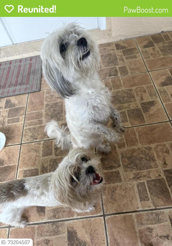 Reunited Unknown Dog last seen Pagoda Drive, Spring Hill, FL 34606