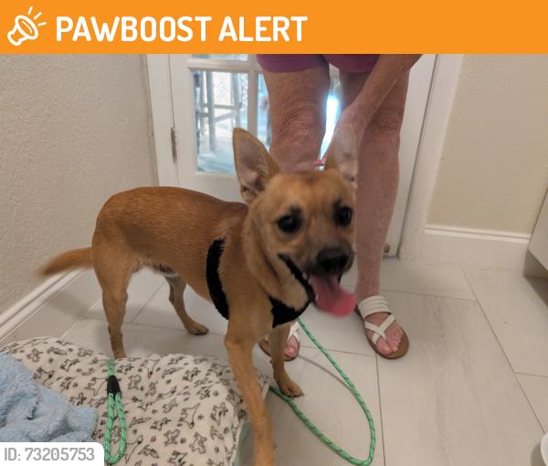 Found/Stray Male Dog last seen Coon Rd, North Fort Myers, FL 33917