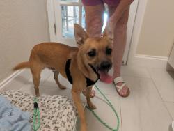 Found/Stray Male Dog last seen Coon Rd, North Fort Myers, FL 33917
