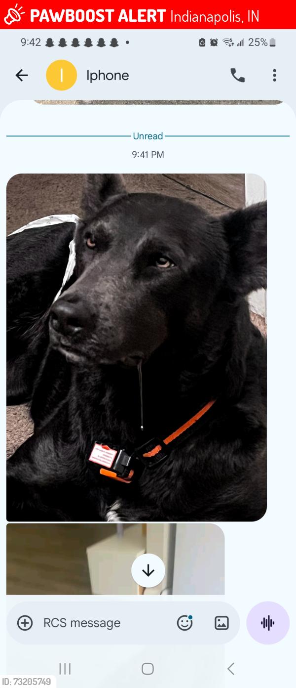 Lost Female Dog last seen 21st shadeland, Indianapolis, IN 46219