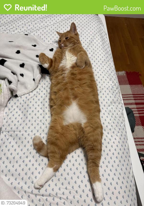 Reunited Male Cat last seen Usually around vanderbilt, moo burger and surrounding streets, Island Park, NY 11558