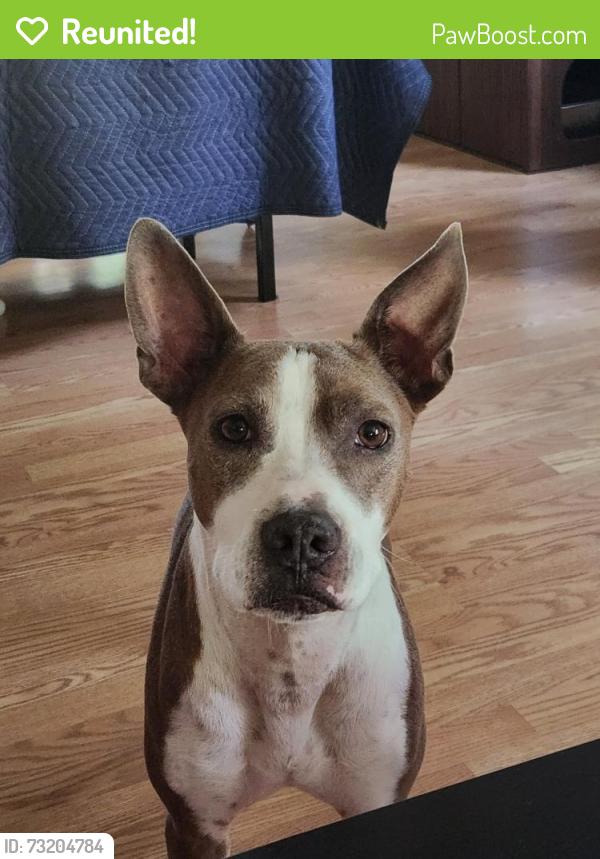 Reunited Male Dog last seen Panther Pl. and Grand Teton Dr., Charlotte, NC 28269