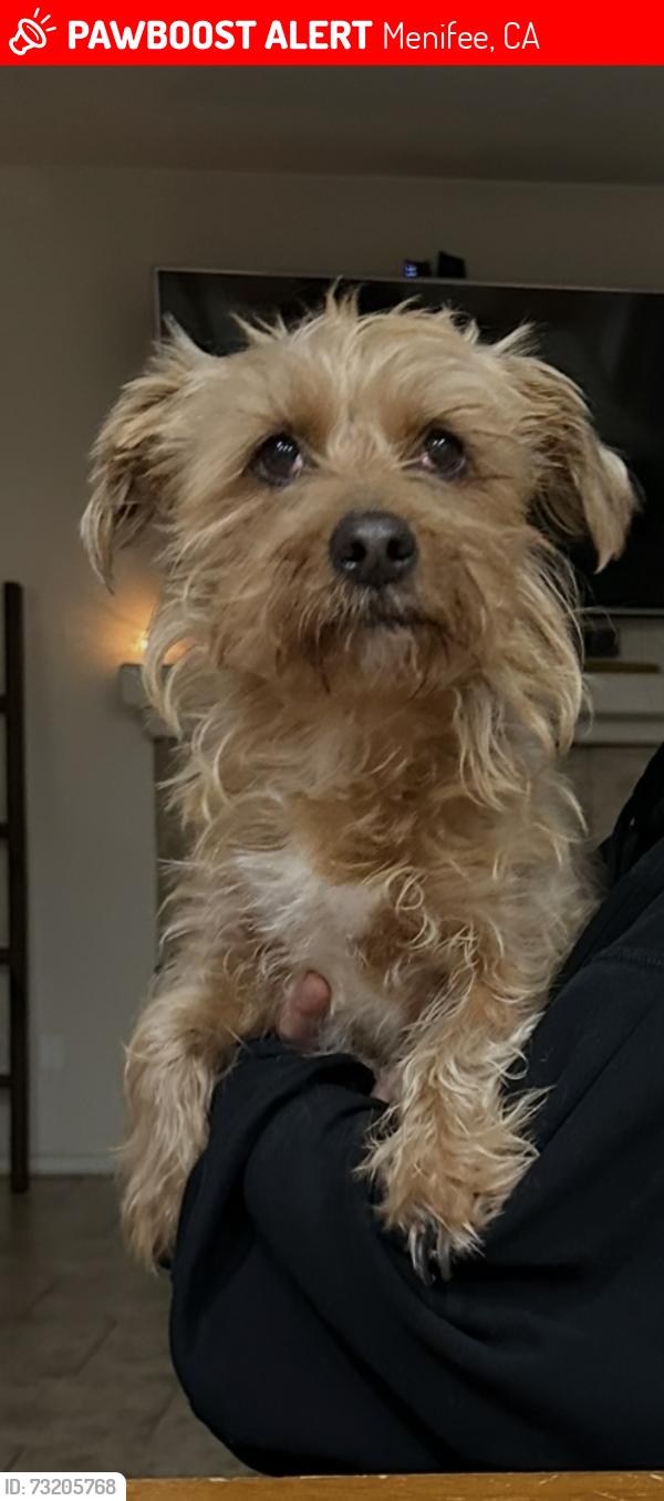 Lost Male Dog last seen Menifee rd & Camino Cristal, Menifee, CA 92586