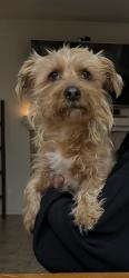 Lost Male Dog last seen Menifee rd & Camino Cristal, Menifee, CA 92586