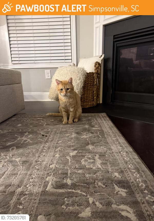 Found/Stray Male Cat last seen Near Forest Lake Drive, Simpsonville, SC 29681