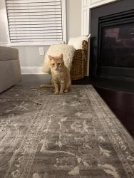 Found/Stray Male Cat last seen Near Forest Lake Drive, Simpsonville, SC 29681