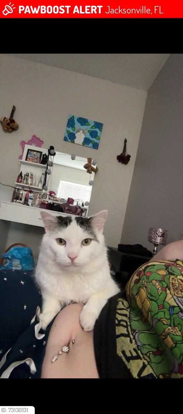 Lost Male Cat last seen Blanding Cassat San Juan, Jacksonville, FL 32205