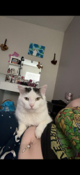 Lost Male Cat last seen Blanding Cassat San Juan, Jacksonville, FL 32205