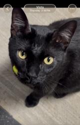 Reunited Male Cat last seen Near Friendly Dr, Vista, CA 92084, USA, Vista, CA 92084
