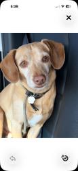 Lost Male Dog last seen Ladera Ranch -Resevoir between Covenant Hills and Marbella, Mission Viejo, CA 92694
