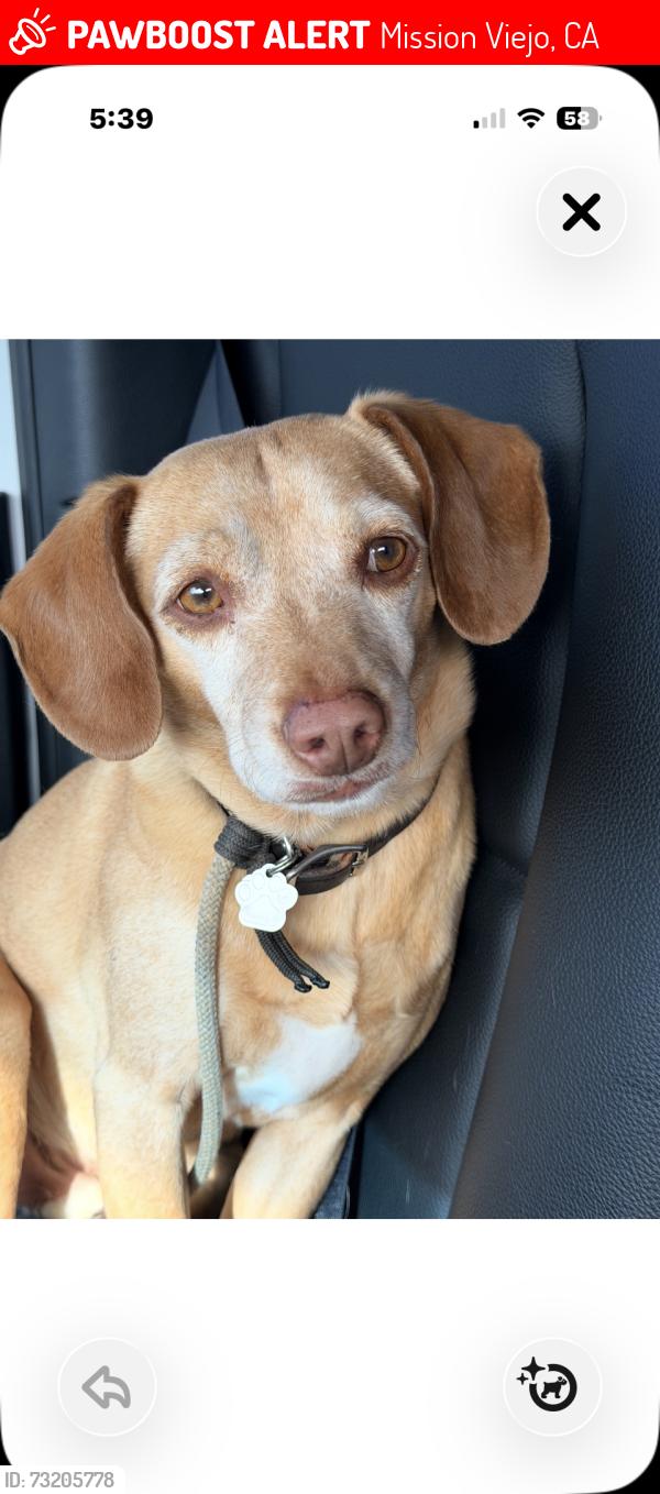 Lost Male Dog last seen Ladera Ranch -Resevoir between Covenant Hills and Marbella, Mission Viejo, CA 92694