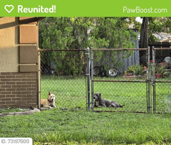 Reunited Unknown Dog last seen Innsbruck and Jepson St, Orlando, FL 32825