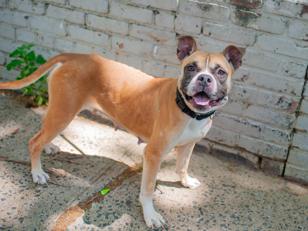 Shelter Stray Female Dog last seen Near W 161st Street, NEW YORK, NY, 10032, 326 E 110th St, New York, NY 10029, USA