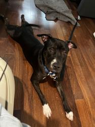 Shelter Stray Male Dog last seen Empire Blvd Street, BROOKLYN, NY, 11225, 326 E 110th St, New York, NY 10029, USA
